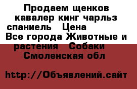 Продаем щенков кавалер кинг чарльз спаниель › Цена ­ 60 000 - Все города Животные и растения » Собаки   . Смоленская обл.